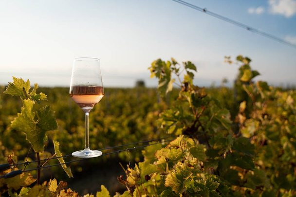 bicchiere di vino rosato in vigna con cielo azzurro
 - Foto, immagini