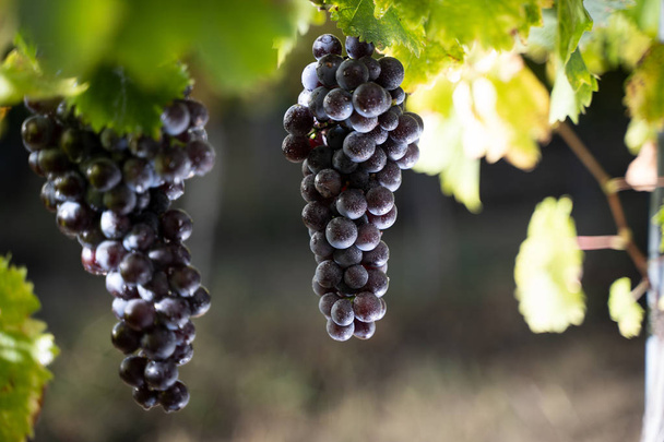 closeup of red black grapes with drops of water - Photo, Image