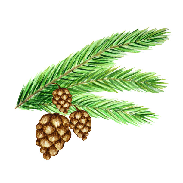 Colección de ramas y conos de pino, agujas sobre fondo blanco, acuarela dibujar a mano, concepto botánico decorativo ilustración para el diseño, tarjeta de Navidad
 - Foto, Imagen