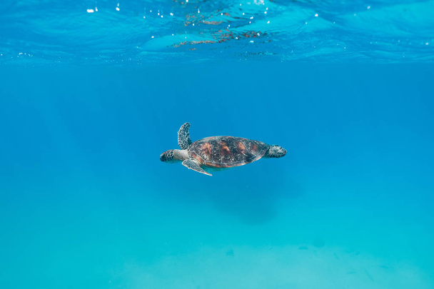 Merikilpikonna ui puhtaissa turkoosivesissä suurella valliriutalla, Australia
 - Valokuva, kuva