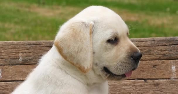 Labrador Retriever, Yellow Puppy in a Wheelbarrow, Normandy in France, Slow Motion 4k - Video, Çekim