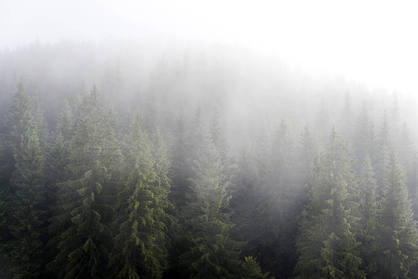 Karpat dağlarındaki dağ yamaçlarındaki çam ormanlarında sisli sis. Tepedeki ormanda sisli bir manzara.. - Fotoğraf, Görsel