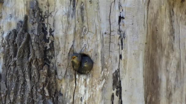 Малиновки сидят в гнезде в круглом отверстии в дереве
 - Кадры, видео