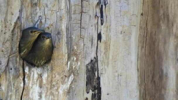 Rotkehlchen sitzen im Nest in rundem Loch im Baum - Filmmaterial, Video