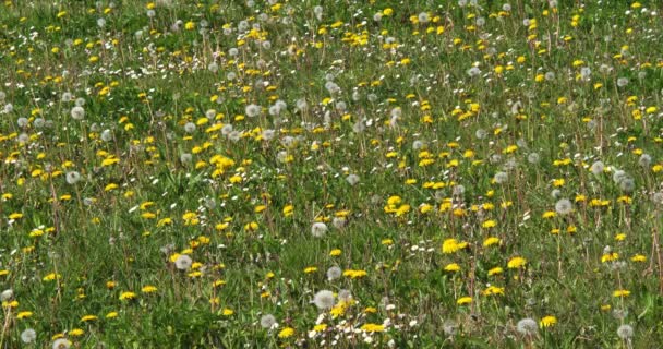Meadow with Dandelion Flowers, taraxacum officinale, Normandy in France, Slow Motion 4k - Кадри, відео
