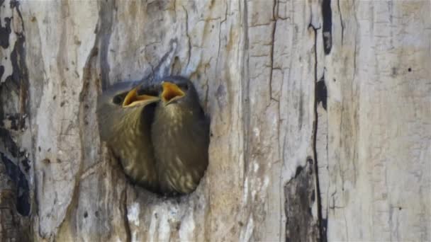 bébi robins ül fészekben kerek lyuk a fán - Felvétel, videó