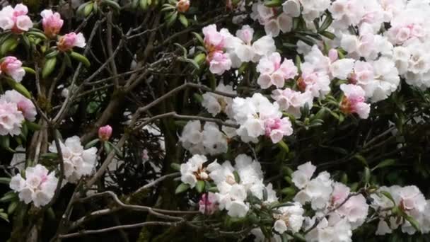 Kukka vaaleanpunainen Rhododendron kasvaa kasvitieteellinen puutarha
 - Materiaali, video