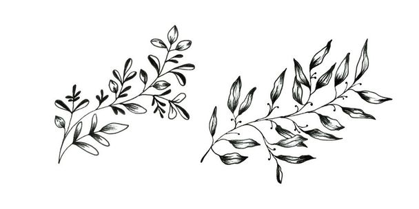 Floral doodle set of leaves isolated on white background. - Photo, Image