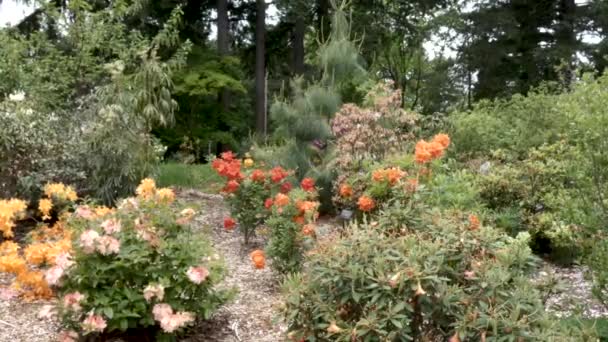 Botanik bahçesinde şeftali rengi turuncu rhododendron - Video, Çekim