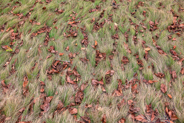 autumnal background of dry leaves on the grass - 写真・画像