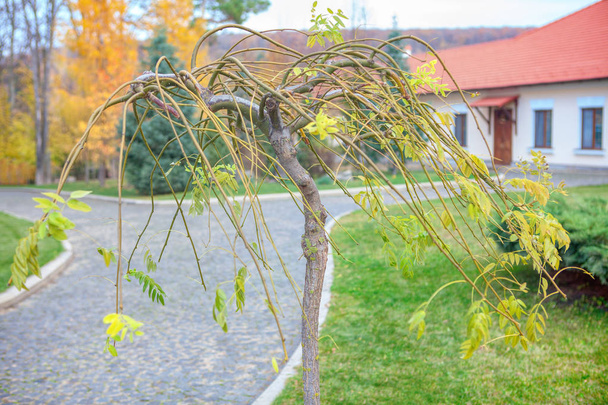 boom in het herfstpark met trottoir  - Foto, afbeelding