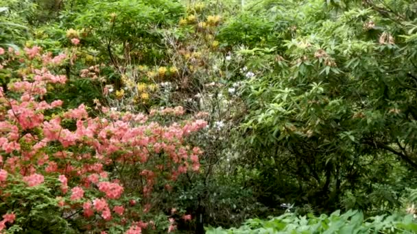 barackos narancs rododendron a botanikus kertben - Felvétel, videó