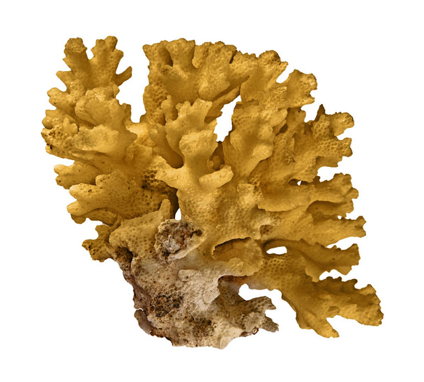 κοράλλι απομονωμένο σε λευκό φόντο - Φωτογραφία, εικόνα