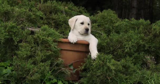 Yellow Labrador Retriever, Puppy Playing in a Flowerpot, Normandy, Slow Motion 4K - Footage, Video