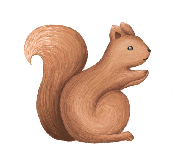Carino scoiattolo isolato su sfondo bianco. pittura animale. Illustrazione disegnata a mano
. - Foto, immagini