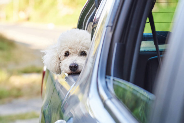 White poodle dog portrait in car back - Foto, Bild