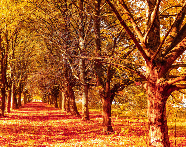 schöne Herbstlandschaft Hintergrund, Vintage-Natur-Szene in f - Foto, Bild
