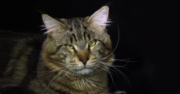 Brown Blotched Tabby Maine Coon Domestic Cat, Retrato de hombre contra fondo negro, Normandía en Francia, cámara lenta 4K
 - Metraje, vídeo