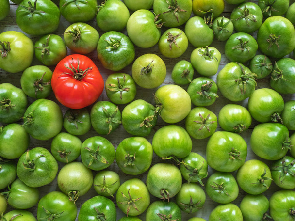 Un tomate rojo entre muchos verdes inmaduros
 - Foto, imagen