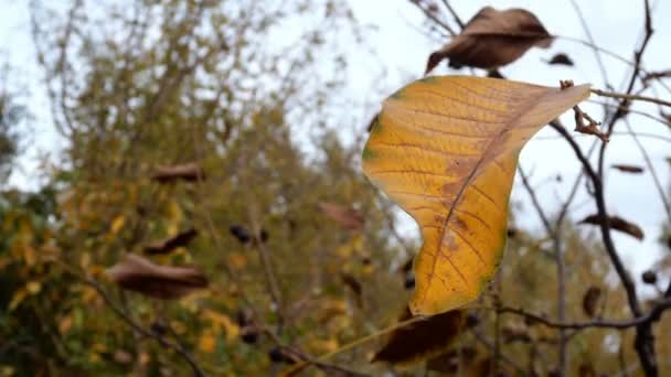 Осінній вид. Один жовтий лист горіха пливе на вітрі на гілці дерева. Копіювати простір. Крупним планом
. - Кадри, відео
