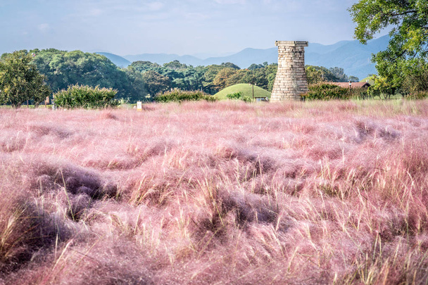 Field of Pink Muhly grass and Cheomseongdae an ancient Astrologi - Photo, Image