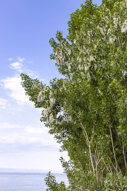 Poplar δέντρο με σπόρους σε χνούδι στο φόντο της λίμνης Issyk-Kul - Φωτογραφία, εικόνα