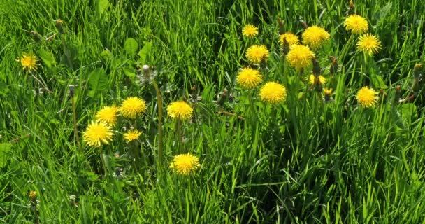 Meadow with Dandelion Flowers, taraxacum officinale, Normandy in France, Slow Motion 4k - Кадри, відео