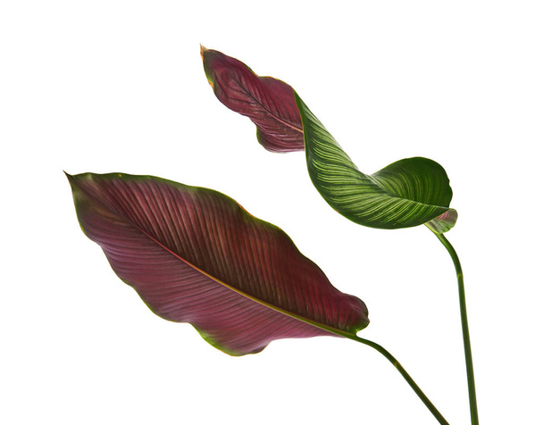 Calathea ornata (Pin-stripe Calathea) bladeren, Tropisch loof geïsoleerd op witte achtergrond, met clippad                                - Foto, afbeelding