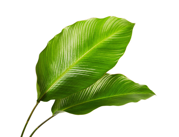 Калатея листва, экзотический тропический лист, большой зеленый лист, изолированные на белом фоне с обрезкой пути - Фото, изображение