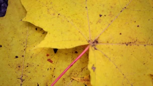 Close-up van droge gele esdoorn blad. Herfst thema, enkele droge bladeren van esdoorn.  - Video