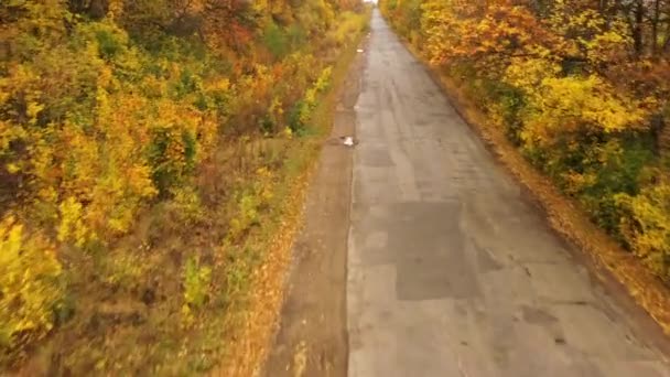 Asfaltová cesta v podzimním lese, pomalý, hladký let dronem. Asfaltová cesta v podzimním lese, pomalý, hladký let dronem. Žluté listí olizuje po obou stranách silnice. - Záběry, video
