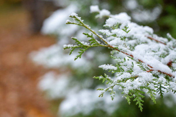Autumn day. Thuja branches in the snow. First snow. Blurred background. Change of seasons.  - Foto, Imagen