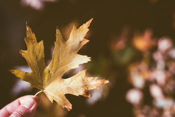 yellow maple leaves in autumn background - Foto, Bild