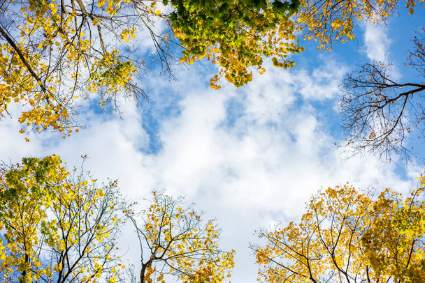 sárga fa őszi háttér - Fotó, kép
