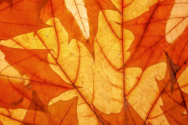 Les feuilles d'automne sont dégagées. Studio photo, vue de dessus grande. Bannière de texture d'arrière-plan coloré.
. - Photo, image