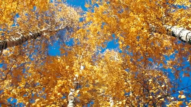 yellow leaves on the birch trees against the blue sky look up. The concept of fall season - Footage, Video