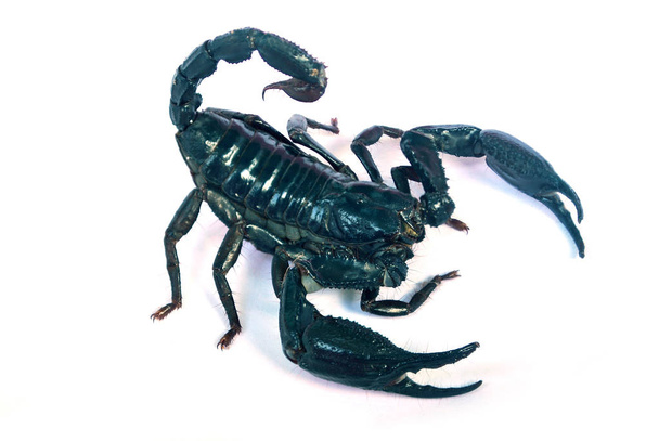 Большой черный скорпион на белом фоне.
. - Фото, изображение