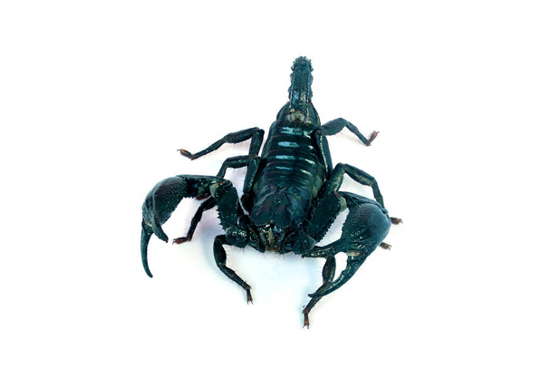 Velký černý škorpión na bílém pozadí. - Fotografie, Obrázek