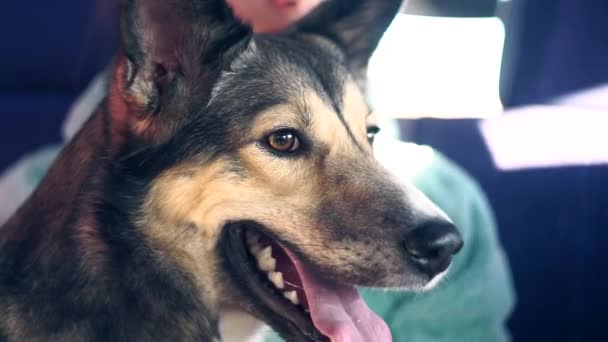 hond herder husky opende zijn mond in de auto close-up - Video