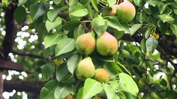 Kypsät päärynät päärynä puu keskuudessa lehtien hedelmätarhan sulkeminen. puu valmis sadonkorjuuseen valikoiva painopiste
. - Materiaali, video