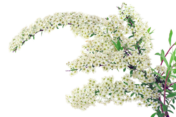Ветвь белой спиреи
 - Фото, изображение