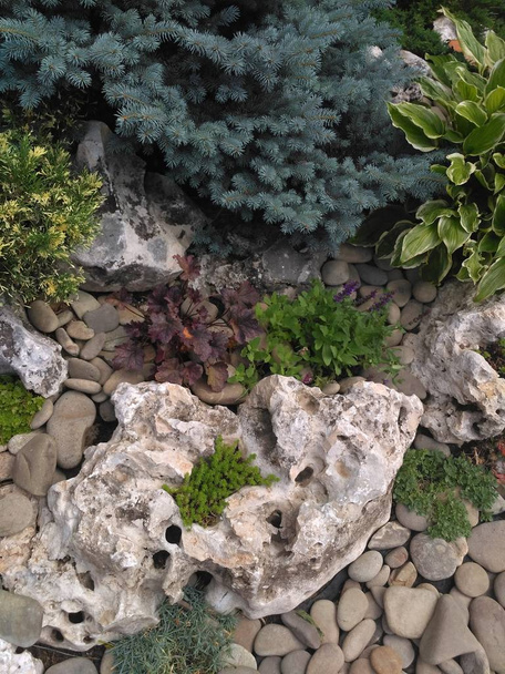 Koristeellinen kukkapenkki kiviä ja havupuita
 - Valokuva, kuva