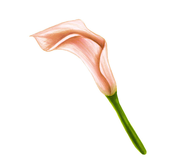 Ręcznie rysowane miękkie różowe-beżowy kwiat dżungli Anturium na białym tle. Dekoracyjny egzotyczny element tropikalny dla kart zaproszeń, tekstyliów, druku i designu. - Zdjęcie, obraz