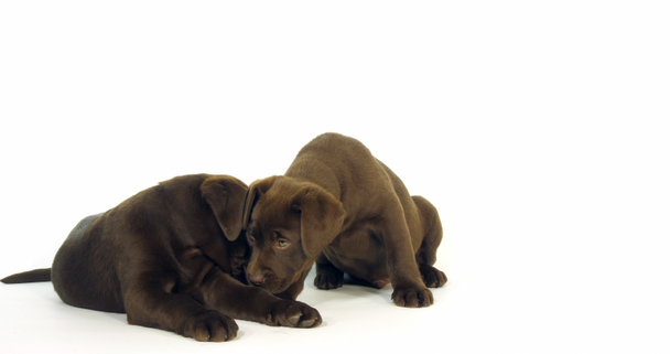 Brown Labrador Retriever, Puppies on White Background, Normandy, Slow Motion 4K - Footage, Video