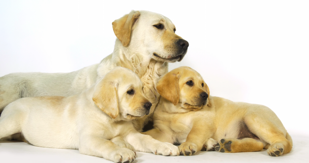 Amarillo Labrador Retriever, Perra y cachorros sobre fondo blanco, Normandía, cámara lenta 4K
 - Imágenes, Vídeo