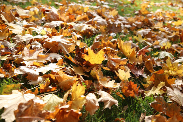 Foglie di autunno giallo sull'erba verde - Foto, immagini