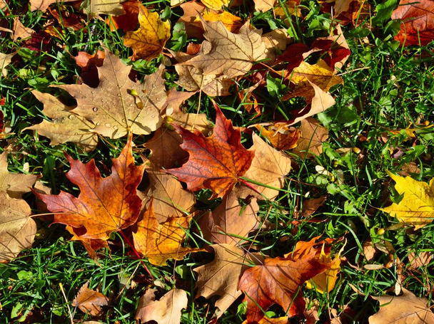 Feuilles d'automne marron, rouille et jaune mouillées sur le sol avec herbe verte
 - Photo, image