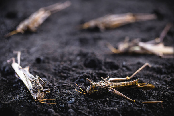 too many dead insects, misuse of pesticides in the environment and in farming. Pest control in agriculture. Grasshopper plague in the crop. - Photo, Image