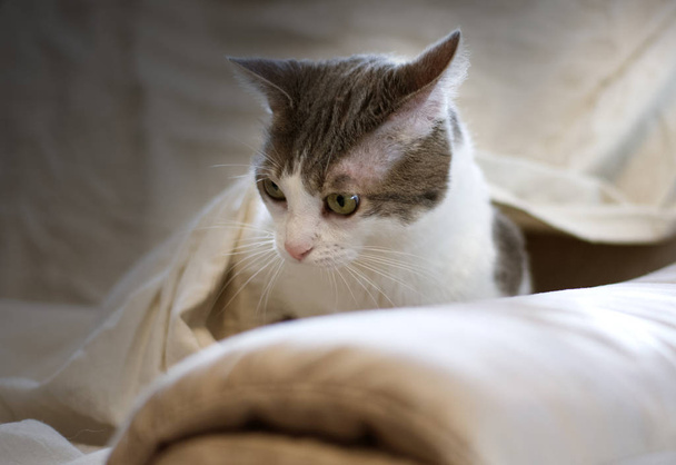 Портрет смішного кота на дивані з ковдрою, яка обволікає
 - Фото, зображення