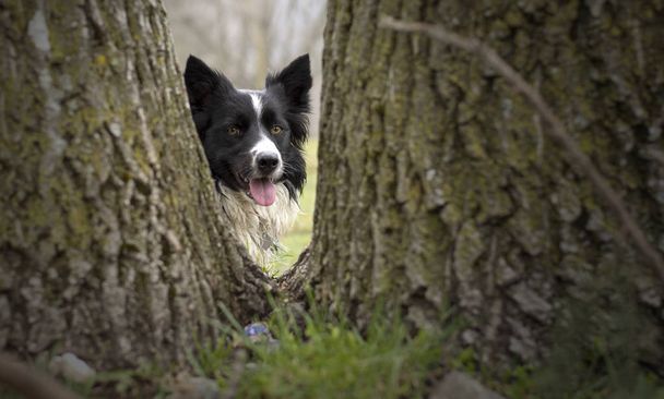 Zvláštní hraniční kolie štěně pozoruje svět ukrytý mezi stromy - Fotografie, Obrázek